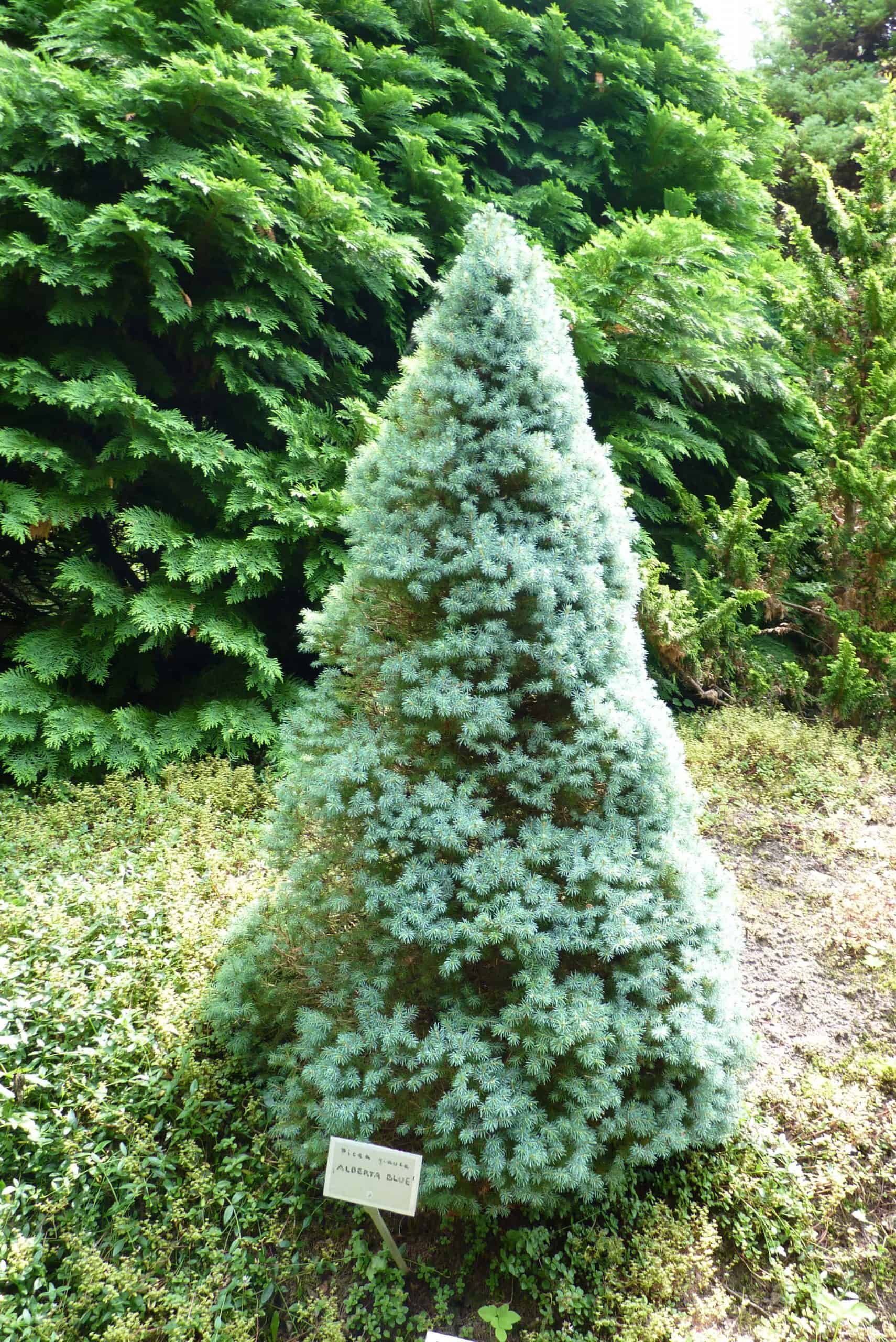 Gołubieński Botanical Garden (Gołubieński Ogród Botaniczny)