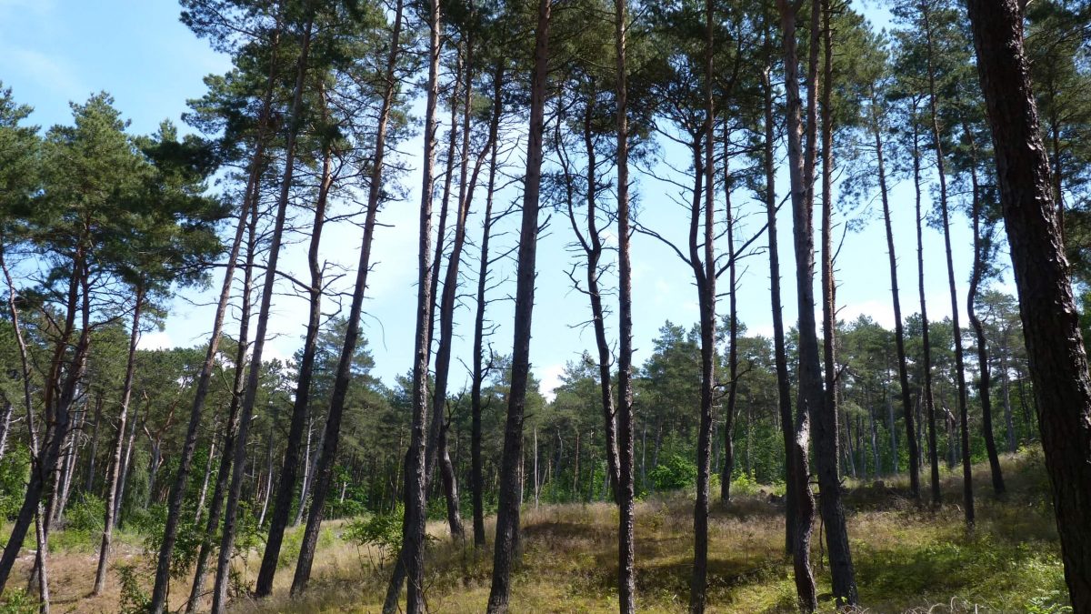 P1070180 Forest in Piaski