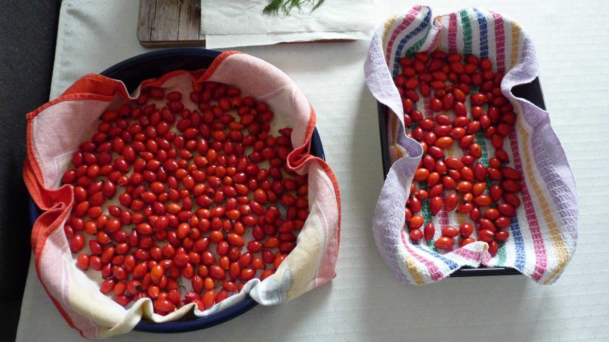 rose hip fruit