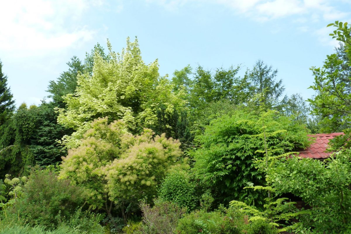 Gołubieński Botanical Garden