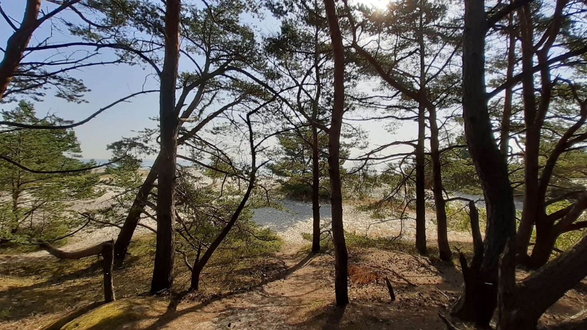 forest-walk (1) forest walk