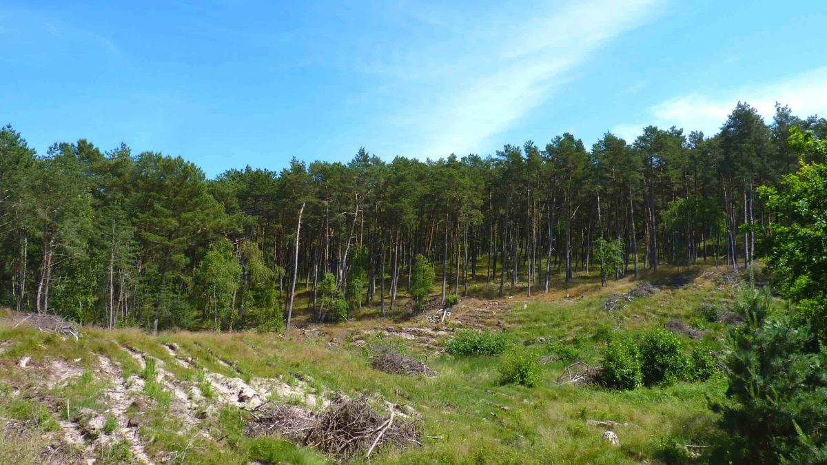 Pine forest in Piaski, Poland